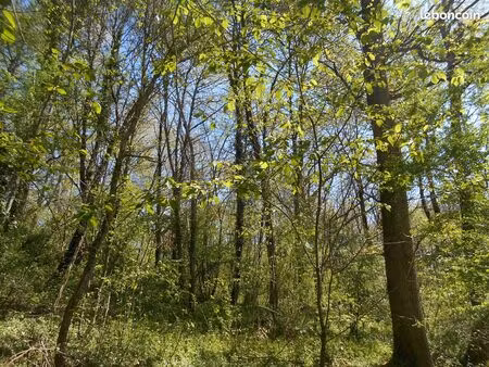 forêt naturelle de feuillus avec potentiel bois d'oeuvre