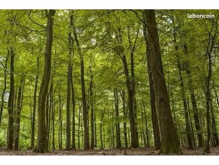 recherche parcelle de forêt