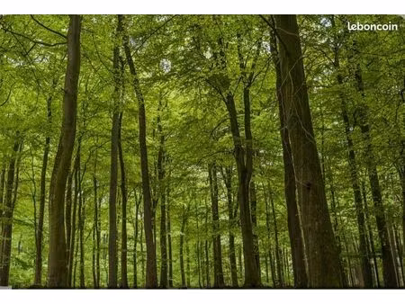 parcelle forestière sanguinet