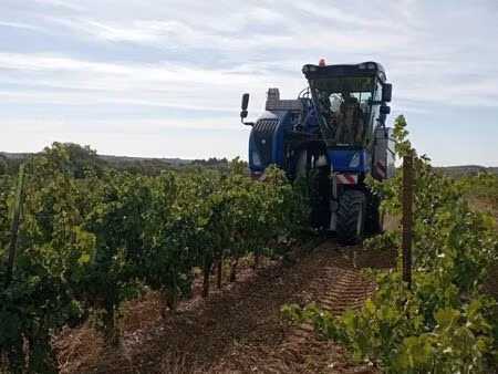 vigne chardonnay / merlot