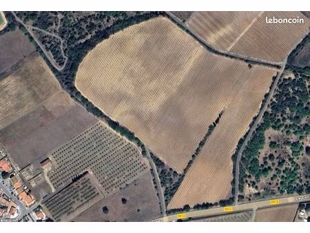 vigne de muscat rivesaltes 6ha