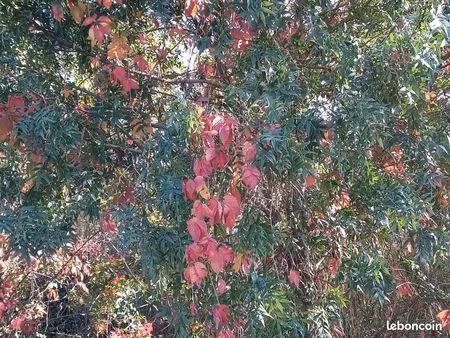 terrain constructible