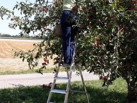 verger 23 arbres fruitiers