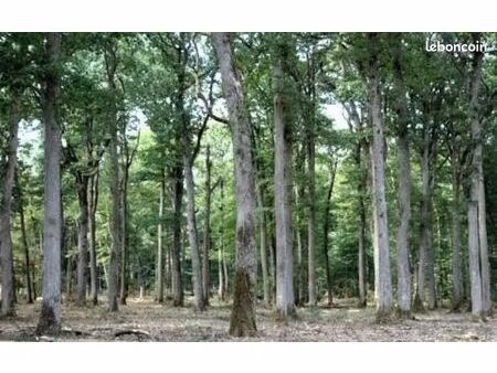 recherche forêt / bois de chênes – vaucluse