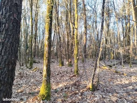 ensemble forestier 13 ha - bubry