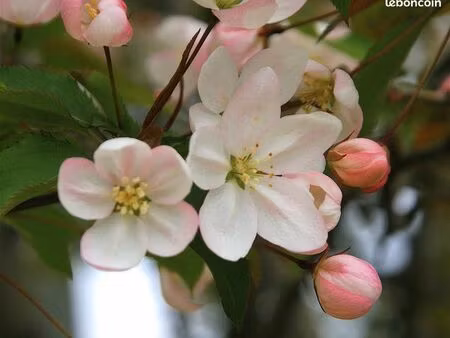 location parcelle potager (80/année civile) dans jardins ouvriers privés fagnières (51)