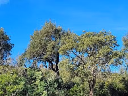 terrain saint savournin 13119