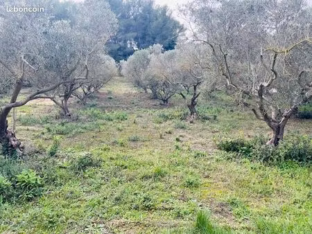 terrain constructible