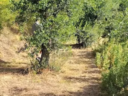 vente terrain 8591 m² à contes (06390)  40 000 €