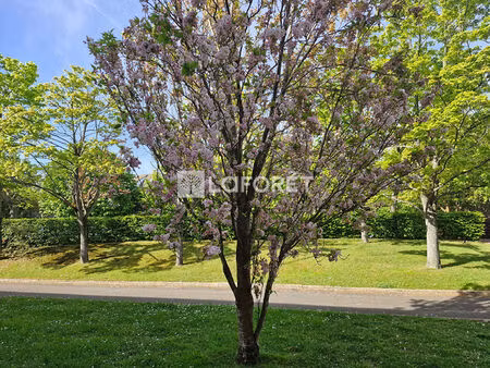 appartement villennes sur seine 2 pièce(s) 50 m2