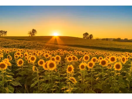 vente terrain 391 m² à le bernard (85560)  60 000 €