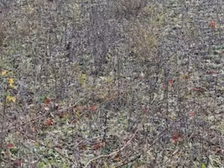 vente terrain 1170 m² à saint-bonnet-près-riom (63200)  56 000 €