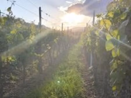 terrains de vignes à vendre