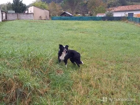 terrain constructible viabilisé à vendre