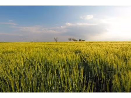 vente terrain 1500 m² à grignols (24110)  20 000 €