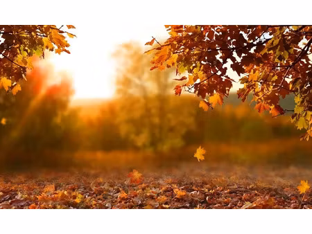 vente terrain 1050 m² à marsac-sur-l'isle (24430)  55 000 €