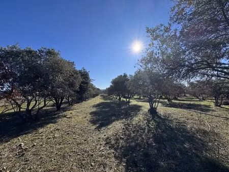 cabanon avec oliveraie