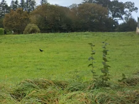 vente terrain à briec (29510) : à vendre / briec