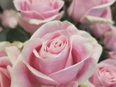 fleuriste a vendre 42