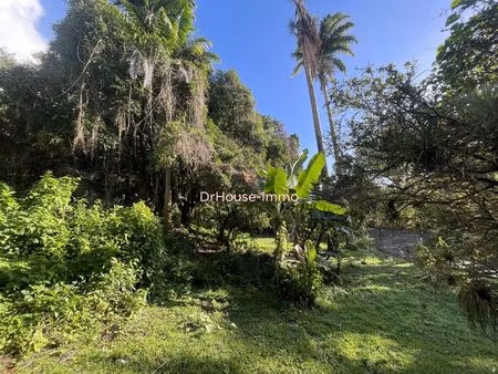 terrains rares – écrin de forêt tropicale