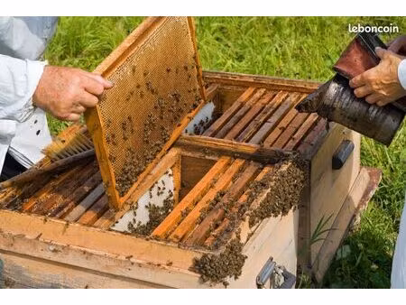 je recherche terrain   emplacement de ruches