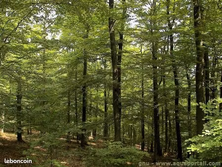 terrain 28943 m² piney