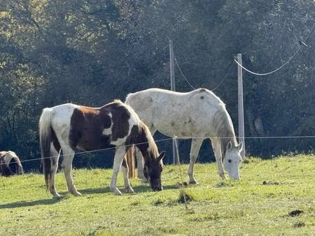 vente maison 12 pièces 250 m² masseube (32140)