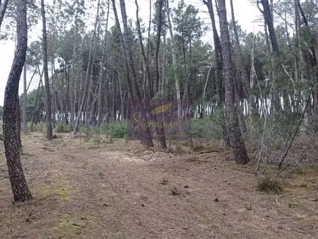 vente terrain 2619 m² à parigné-l'evêque (72250)  6 980 €