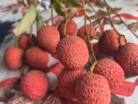 couple sérieux recherche maison à louer-disponible en avril