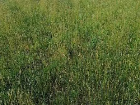 vente terrain à crach (56950) : à vendre / crach