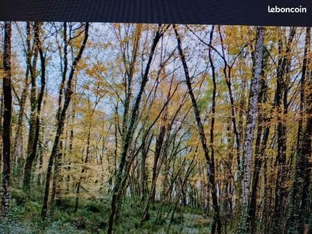 recherche parcelle de bois à vendre