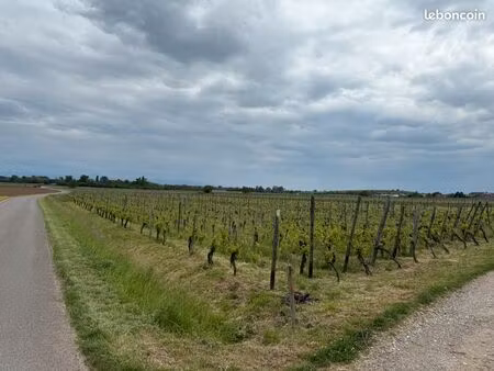 terrain avec vignes