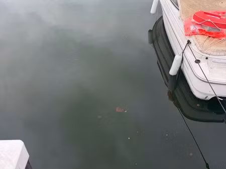 place de port cannes marina