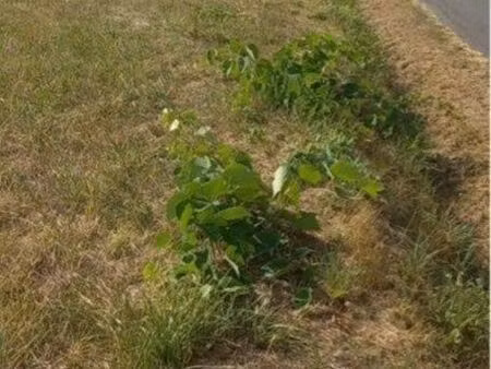 beau terrain non constructible – 3 600 m² – écuras