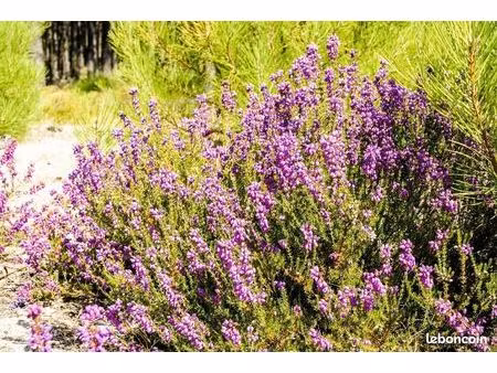 terrain 700 m² lugos