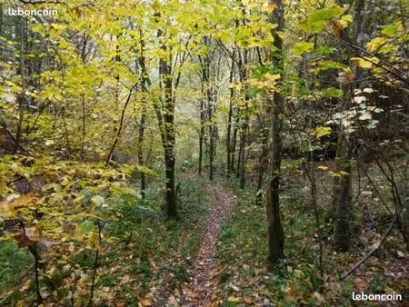 bois  terrain boisé