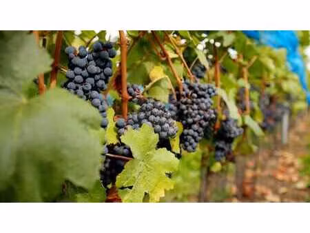 domaine viticole