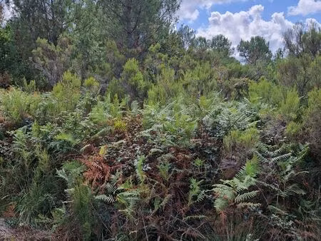 forêt 6 556 m² à hourtin