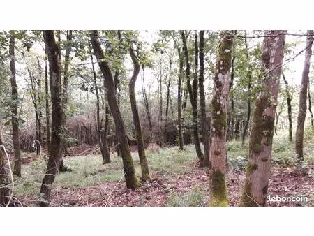 bois 3ha curis au mont d'or versant sud