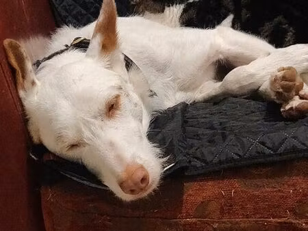 projet de refuge pour chiens podencos traumatisés – recherche terrain ou maison à mettre à