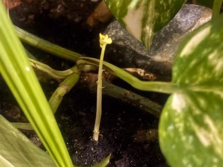 recherche maison à louer –