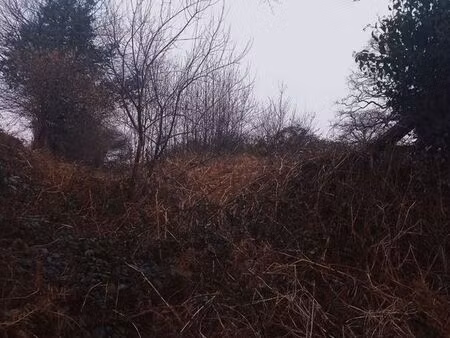 terrain à reboiser ( friche  bois  zone humide...)