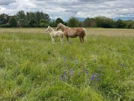recherche pâture chevaux