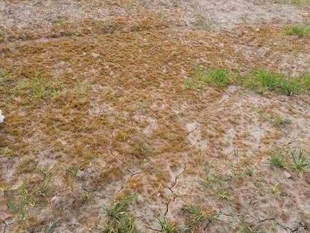 vente terrain à crach (56950) : à vendre / crach