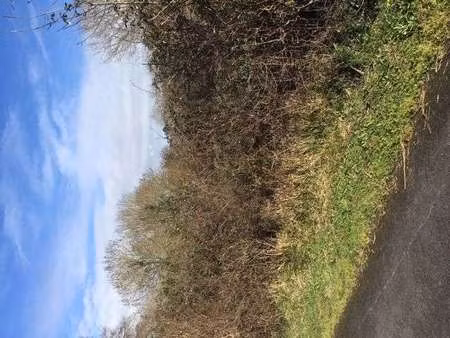 vente terrain à saint-valérien (85570) : à vendre / saint-valérien