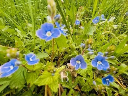 vente terrain à batir 1250 m² à grilly (01220)  685 000 €