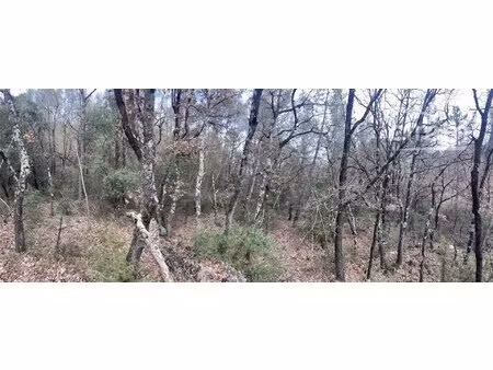 terrain naturel boisé