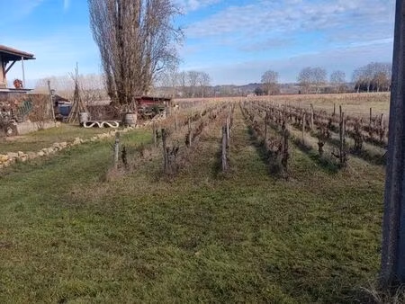 terrain vigne barsac sauternes
