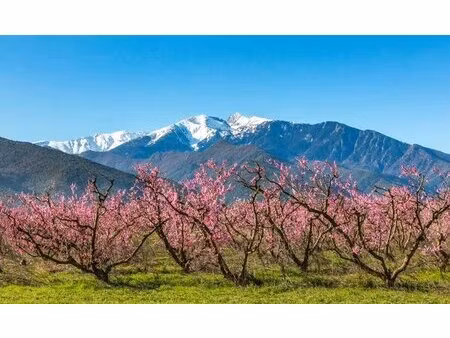 mas de caractère avec terrain et piscine