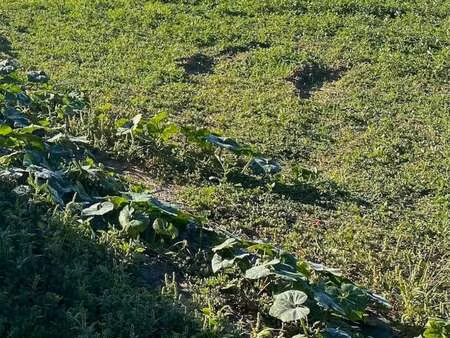 vente terrain à petosse (85570) : à vendre / petosse